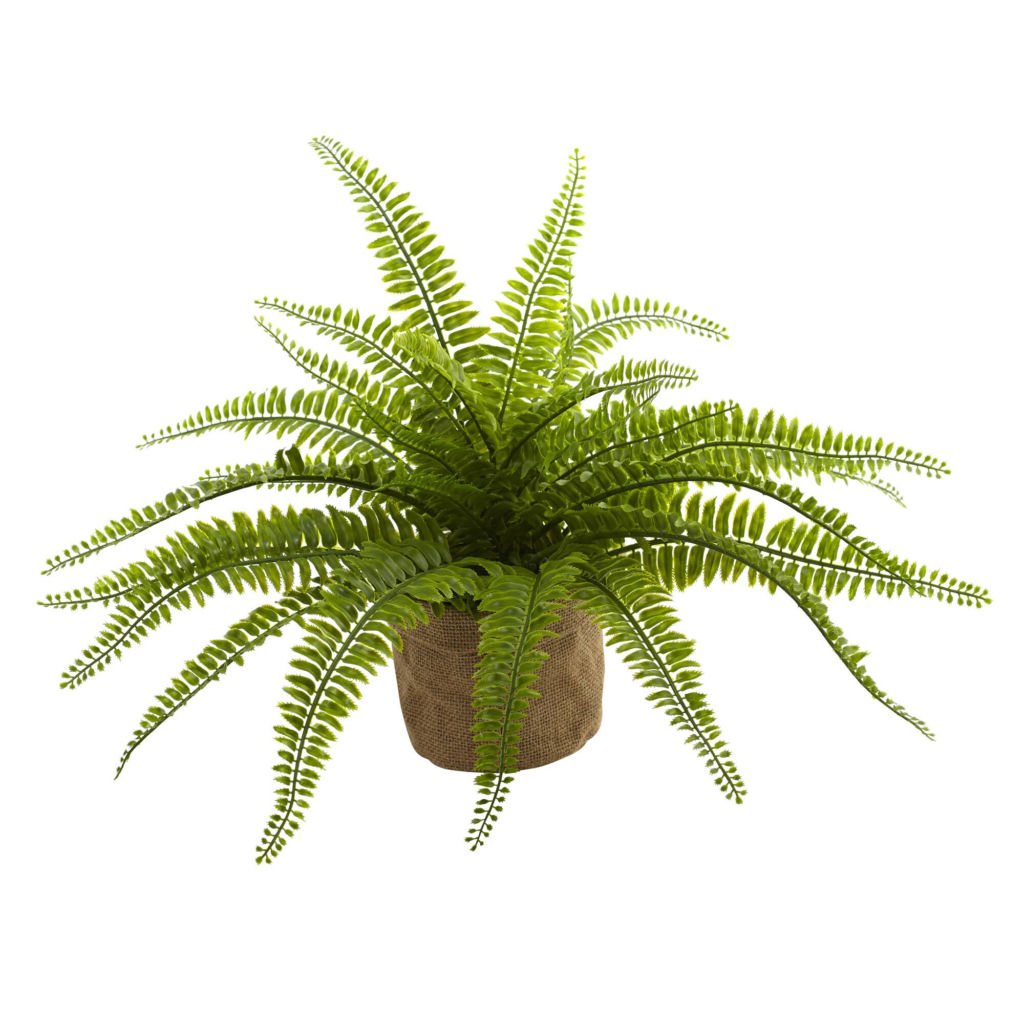 15" Boston Fern with Burlap Planter, 2ct.